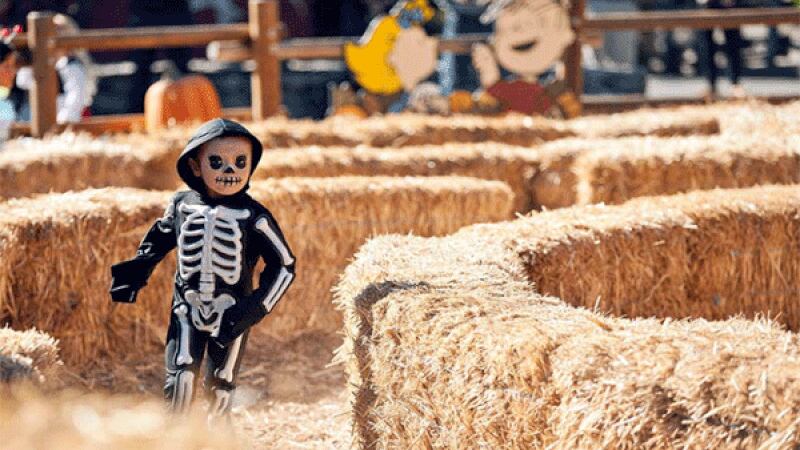 Kings Islands' new “Tricks or Treats Fall Fest” kicks off Saturday, replacing “Halloween Haunt"...
