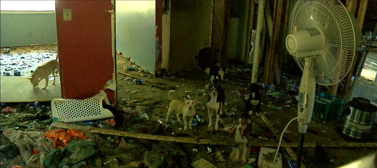 Gadsden Animal Control removes animals from contaminated home - Vimarsana News