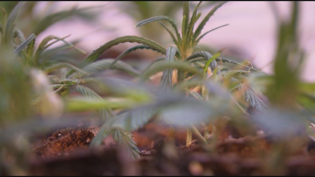 First-time marijuana drug offenders currently face up to 12 months in jail.